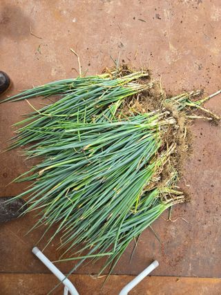 강호지인님의 파 · 영농일지 작성글 사진