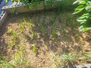 김춘성님의 기타작물 · 영농일지 작성글 사진