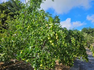 보리수치유농장님의 기타작물 · 영농일지 작성글 사진