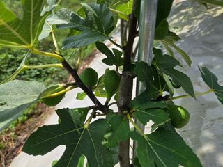 강호지인님의 파 · 영농일지 작성글 사진