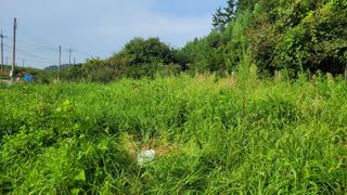 아로니아체리농부유튜님의 기타작물 · 영농일지 작성글 사진