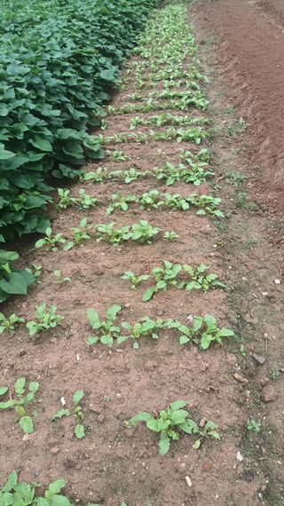 hoonkoo님의 기타작물 · 영농일지 작성글 사진