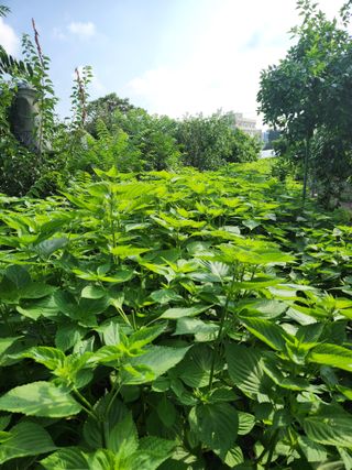 알 수 없음님의 들깨 · 영농일지 작성글 사진