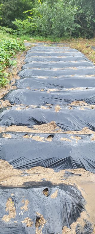 고구마15091님의 배추 · 영농일지 작성글 사진