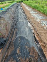 팜모닝 배추·영농일지 게시글 이미지