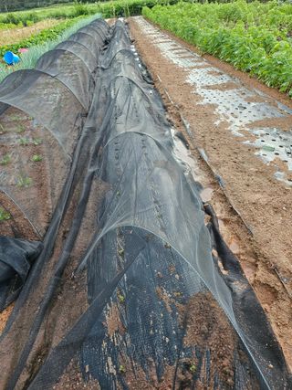 유명숙님의 배추 · 영농일지 작성글 사진