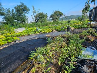 보리수치유농장님의 기타작물 · 영농일지 작성글 사진