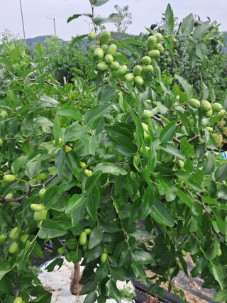 전희분님의 기타작물 · 영농일지 작성글 사진