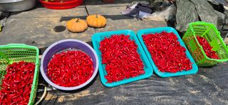 원증연님의 고추 · 영농일지 작성글 사진