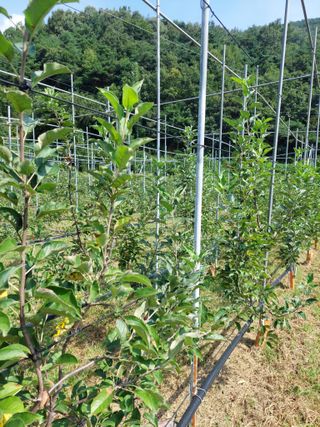 트라이애플1님의 기타작물 · 영농일지 작성글 사진