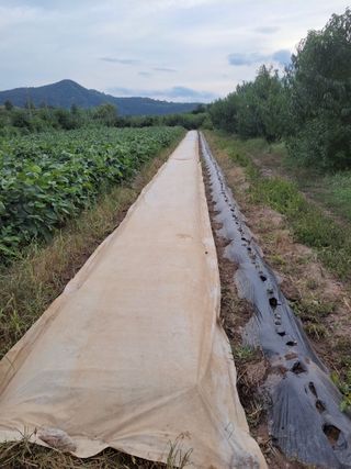 이시형님의 배추 · 영농일지 작성글 사진