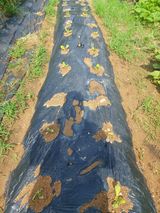 팜모닝 들깨·영농일지 게시글 이미지