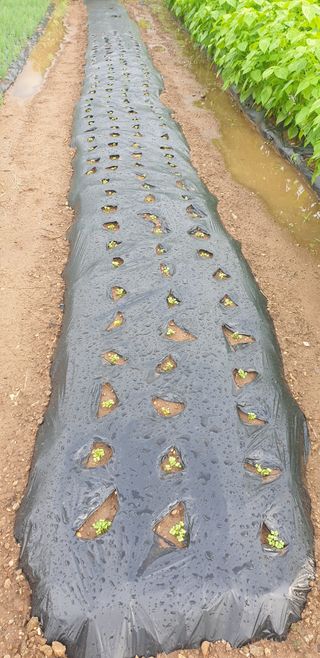 Kns4324님의 파 · 영농일지 작성글 사진