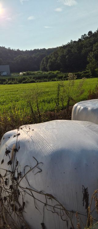 이영식님의 옥수수 · 영농일지 작성글 사진