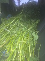 팜모닝 들깨·영농일지 게시글 이미지