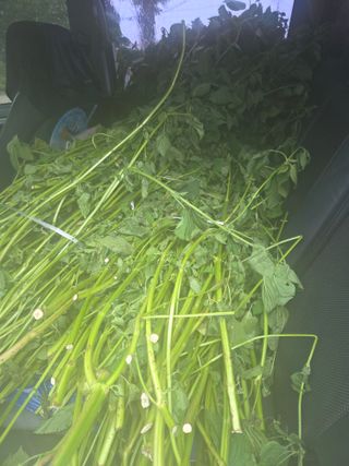 조희빈님의 들깨 · 영농일지 작성글 사진