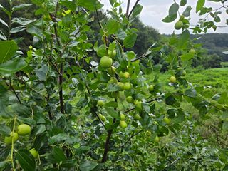 강호지인님의 파 · 영농일지 작성글 사진