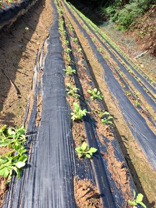 들깨 자색마 고추님의 기타작물 · 영농일지 작성글 사진