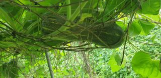 정천복님의 기타작물 · 영농일지 작성글 사진