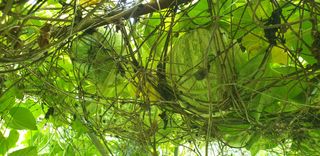 정천복님의 기타작물 · 영농일지 작성글 사진