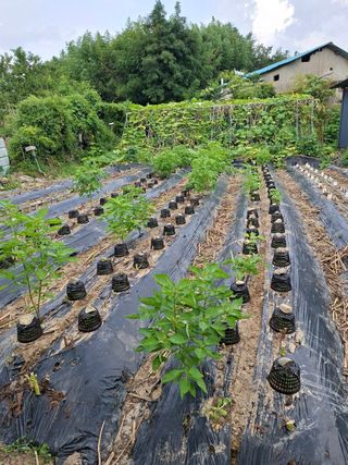 김중언님의 배추 · 영농일지 작성글 사진