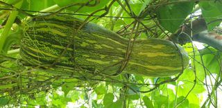 정천복님의 기타작물 · 영농일지 작성글 사진