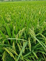 팜모닝 기타작물·영농일지 게시글 이미지