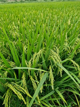 윤길정님의 기타작물 · 영농일지 작성글 사진