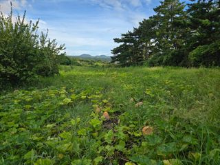 Captain김상곤님의 호박 · 영농일지 작성글 사진