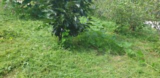 정천복님의 기타작물 · 영농일지 작성글 사진