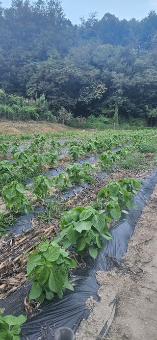 이규동님의 들깨 · 영농일지 작성글 사진