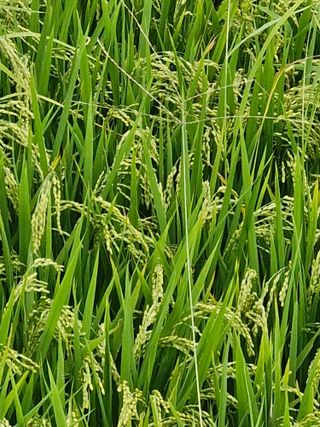 윤길정님의 기타작물 · 영농일지 작성글 사진