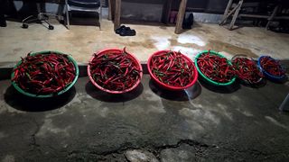 이우섭님의 고추 · 영농일지 작성글 사진