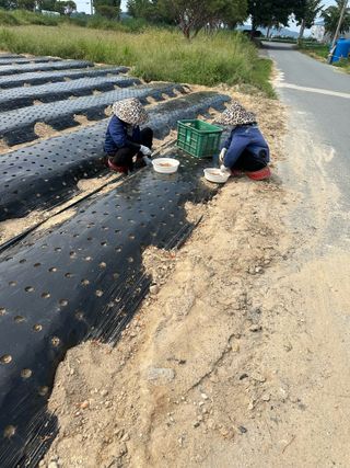 정명진님의 파 · 영농일지 작성글 사진