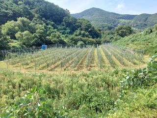 트라이애플1님의 기타작물 · 영농일지 작성글 사진