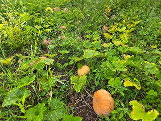 Captain김상곤님의 호박 · 영농일지 작성글 사진