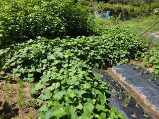 조희빈님의 고구마 · 영농일지 작성글 사진