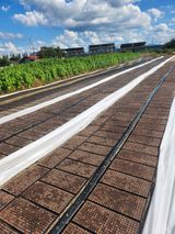 팜모닝 기타작물·영농일지 게시글 이미지