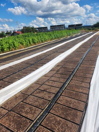 진기섭님의 기타작물 · 영농일지 작성글 사진