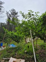 팜모닝 사과·영농일지 게시글 이미지