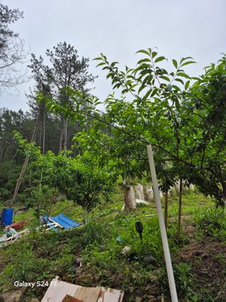 의령대의농부이만암님의 사과 · 영농일지 작성글 사진