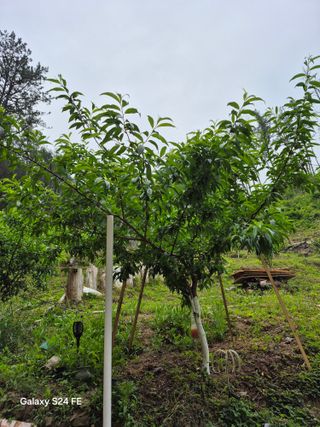 의령대의농부이만암님의 사과 · 영농일지 작성글 사진