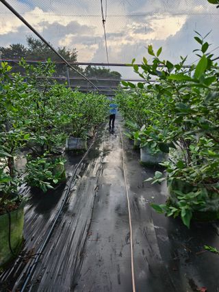 제주 지안이네농장님의 블루베리 · 영농일지 작성글 사진