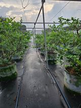 팜모닝 블루베리·영농일지 게시글 이미지