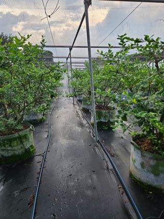 제주 지안이네농장님의 블루베리 · 영농일지 작성글 사진