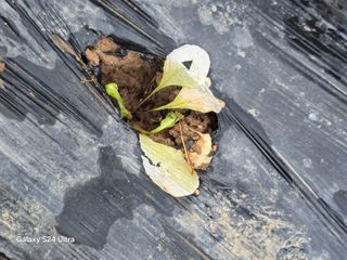 소병찬님의 참깨 · 영농일지 작성글 사진