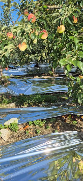 강성분님의 사과 · 영농일지 작성글 사진