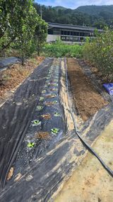 팜모닝 배추·영농일지 게시글 이미지