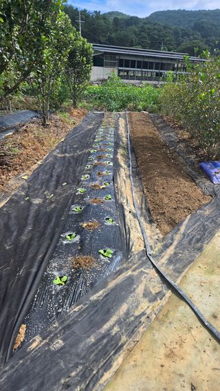 알칡2025님의 배추 · 영농일지 작성글 사진