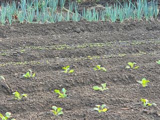 서녕이님의 배추 · 영농일지 작성글 사진